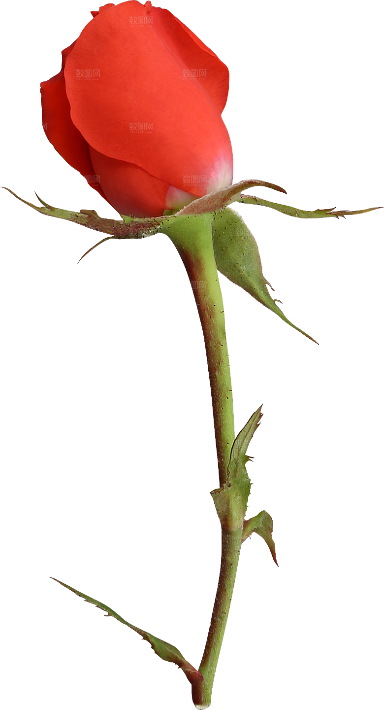玫瑰花专题PNG图片各色玫瑰花瓣花枝素材