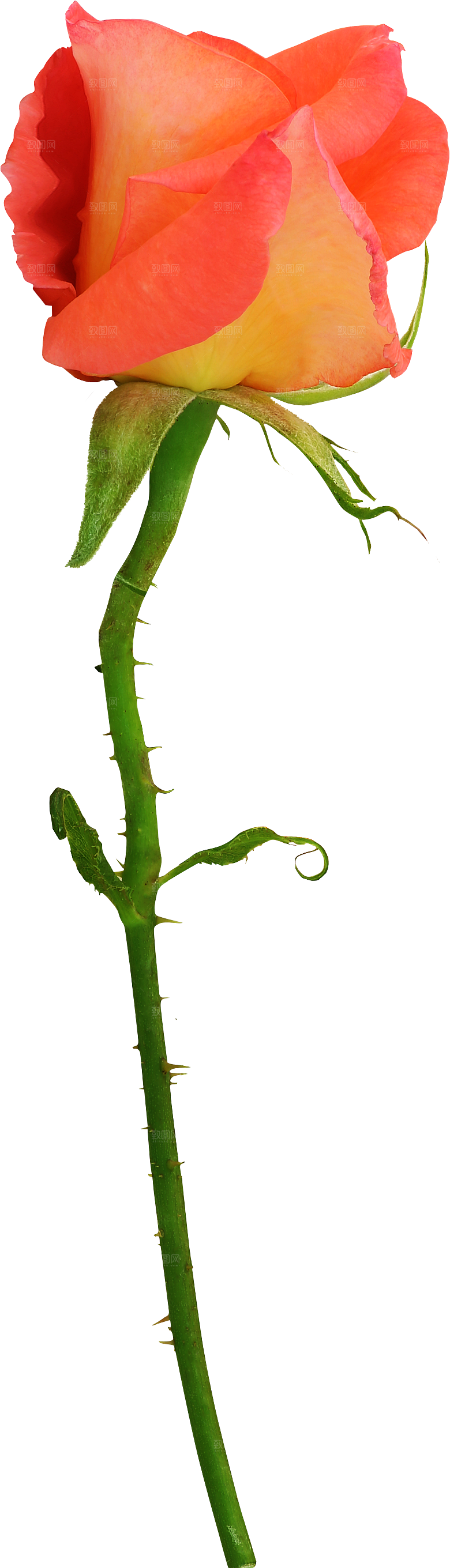 玫瑰花专题PNG图片各色玫瑰花瓣花枝素材