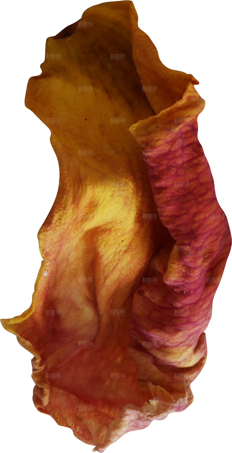 玫瑰花专题PNG图片各色玫瑰花瓣花枝素材