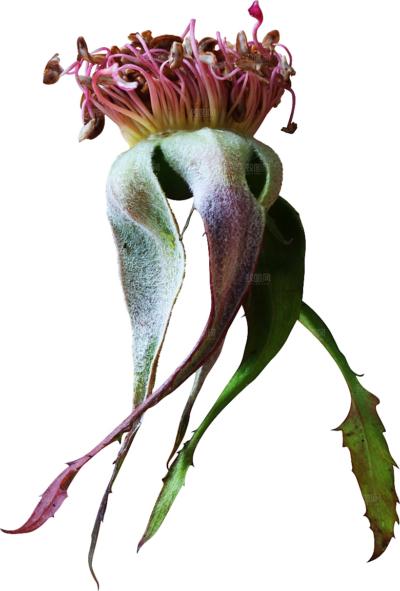 玫瑰花专题PNG图片各色玫瑰花瓣花枝素材