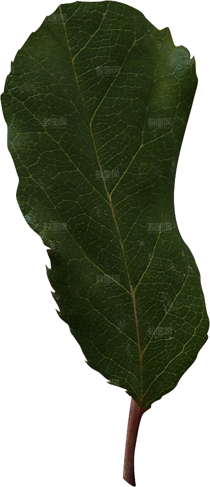 玫瑰花专题PNG图片各色玫瑰花瓣花枝