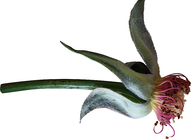 玫瑰花专题PNG图片各色玫瑰花瓣花枝