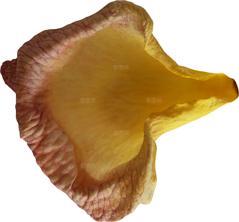 玫瑰花专题PNG图片各色玫瑰花瓣花枝