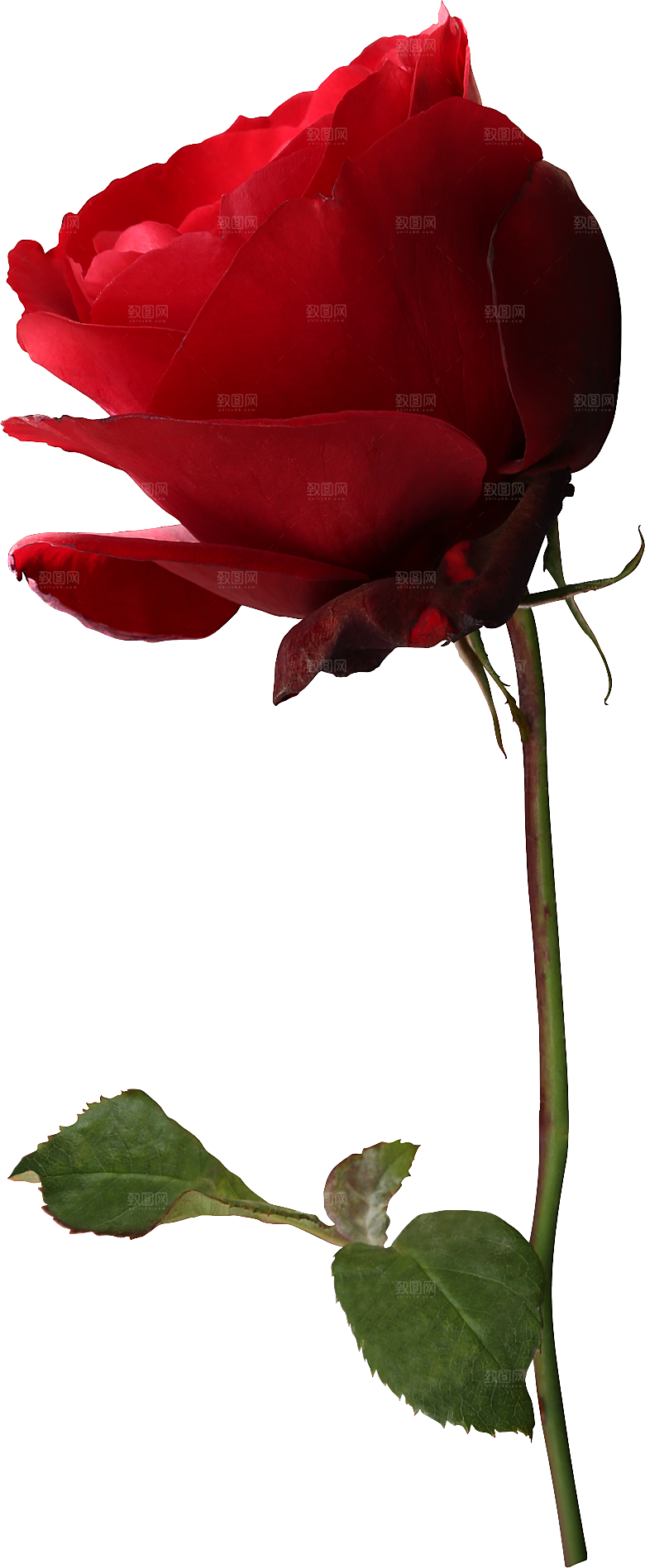 玫瑰花专题PNG图片各色玫瑰花瓣花枝