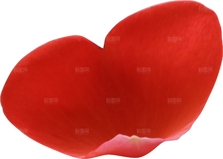 玫瑰花专题PNG图片各色玫瑰花瓣花枝素材