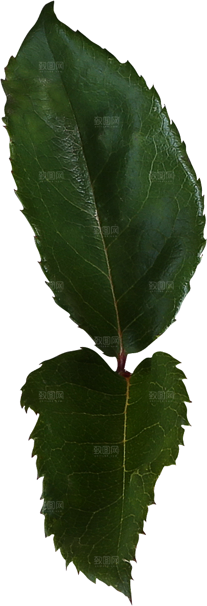 玫瑰花专题PNG图片各色玫瑰花瓣花枝