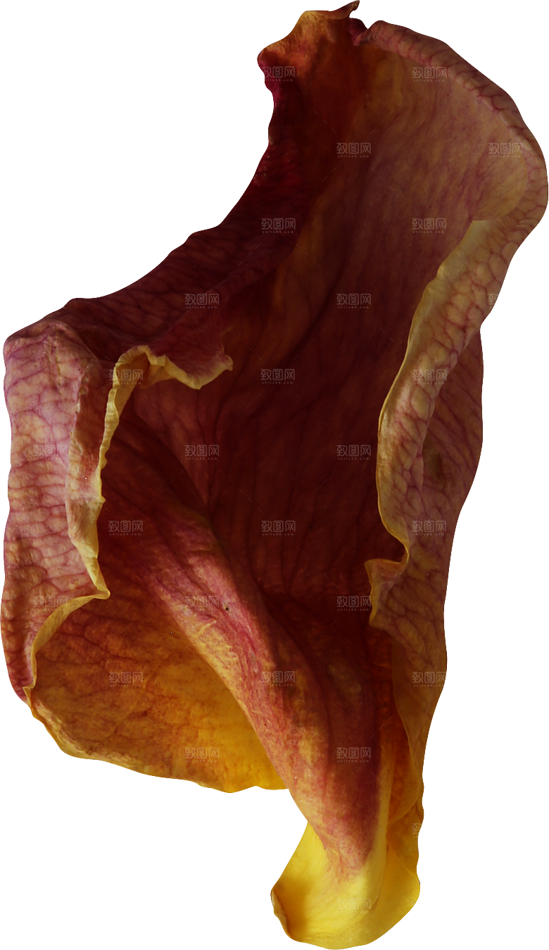 玫瑰花专题PNG图片各色玫瑰花瓣花枝
