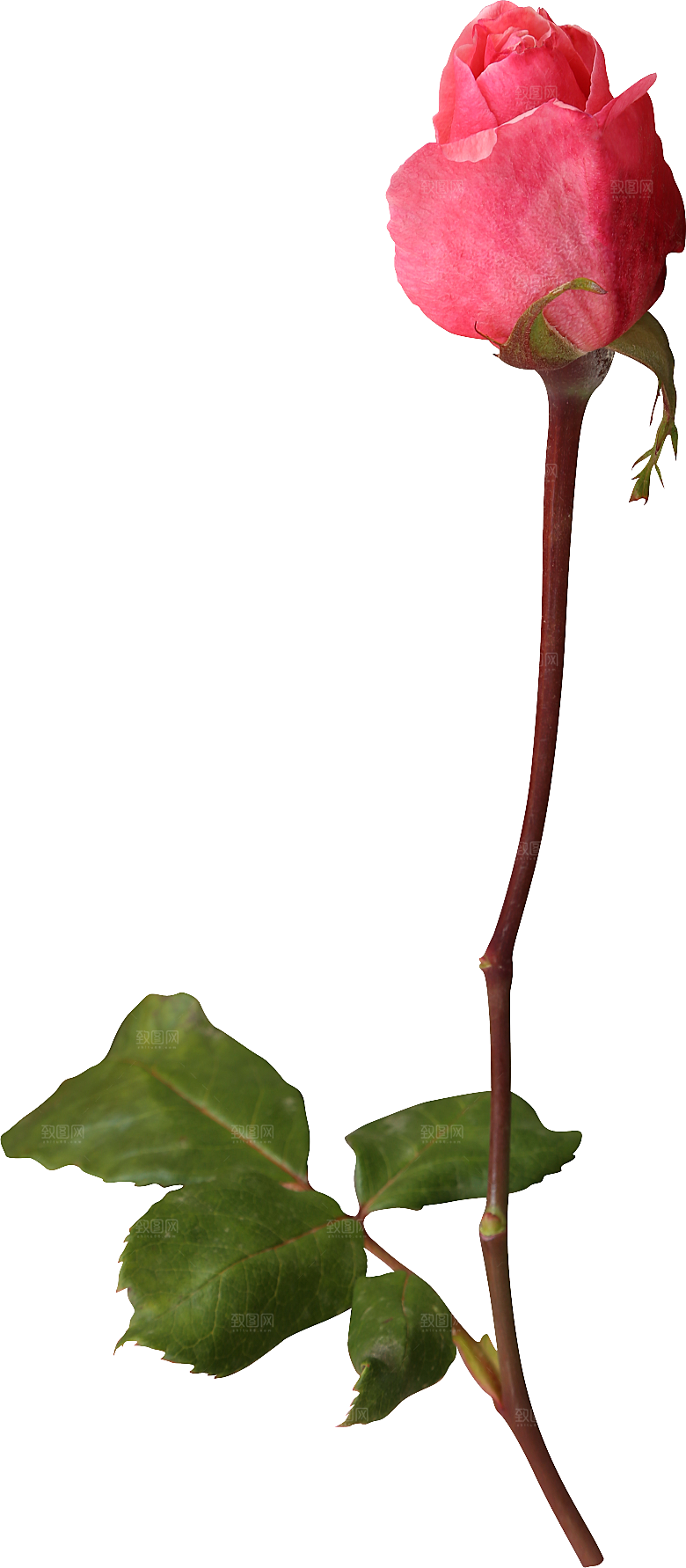 玫瑰花专题PNG图片各色玫瑰花瓣花枝素材