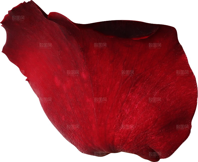 玫瑰花专题PNG图片各色玫瑰花瓣花枝素材