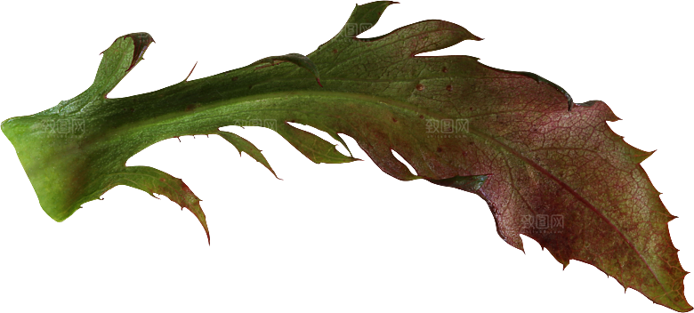 玫瑰花专题PNG图片各色玫瑰花瓣花枝素材