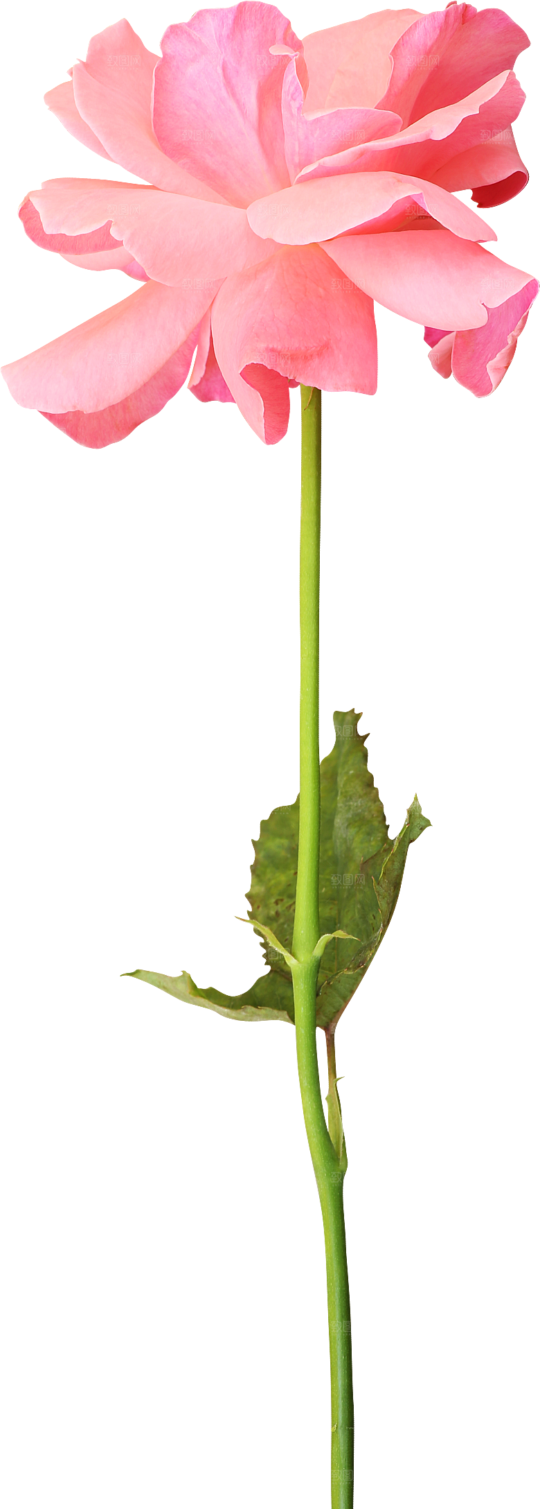 玫瑰花专题PNG图片各色玫瑰花瓣花枝素材