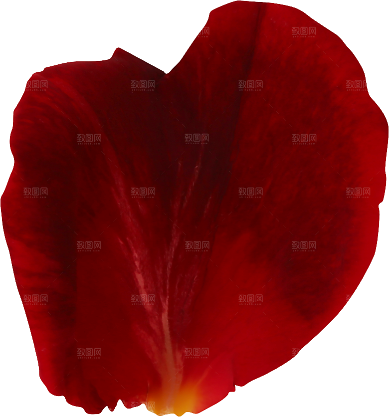 玫瑰花专题PNG图片各色玫瑰花瓣花枝素材