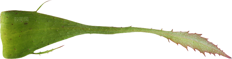 玫瑰花专题PNG图片各色玫瑰花瓣花枝素材