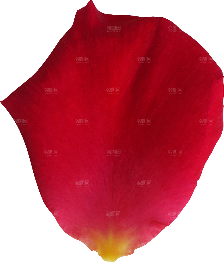 玫瑰花专题PNG图片各色玫瑰花瓣花枝素材