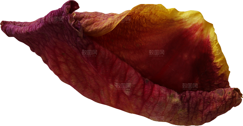 玫瑰花专题PNG图片各色玫瑰花瓣花枝素材