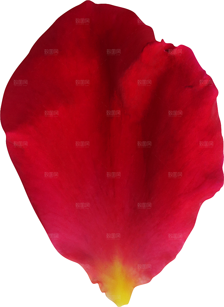 玫瑰花专题PNG图片各色玫瑰花瓣花枝素材