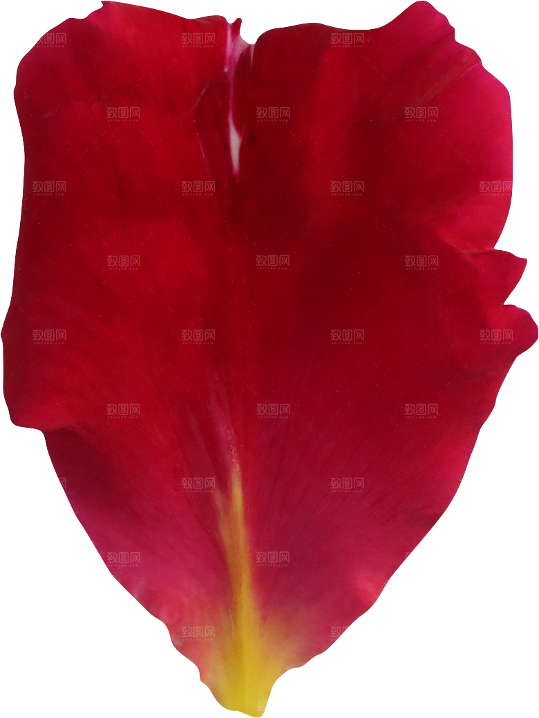 玫瑰花专题PNG图片各色玫瑰花瓣花枝素材
