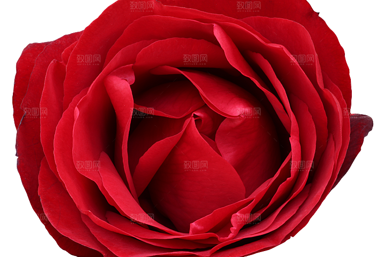 玫瑰花专题PNG图片各色玫瑰花瓣花枝