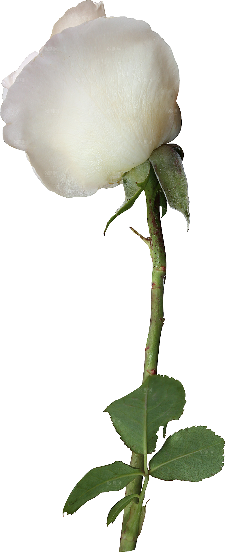 玫瑰花专题PNG图片各色玫瑰花瓣花枝