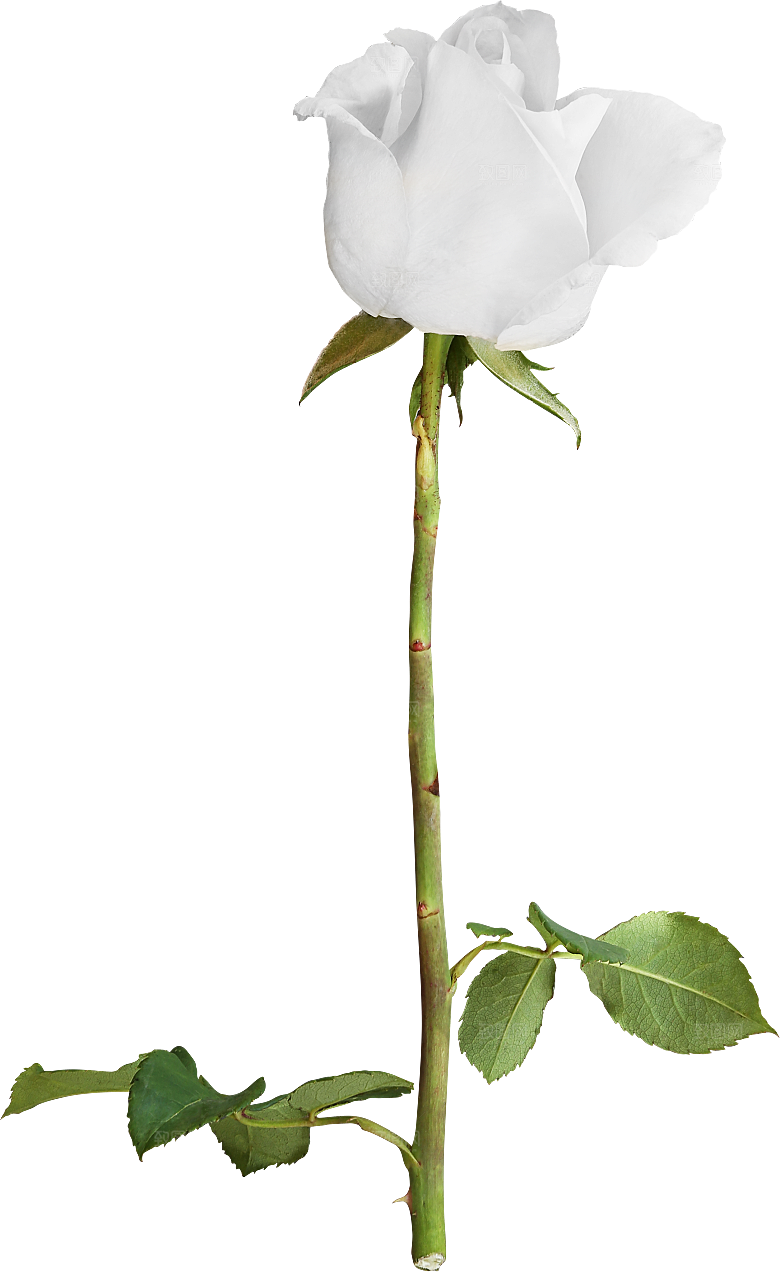 玫瑰花专题PNG图片各色玫瑰花瓣花枝