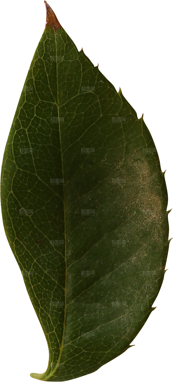 玫瑰花专题PNG图片各色玫瑰花瓣花枝
