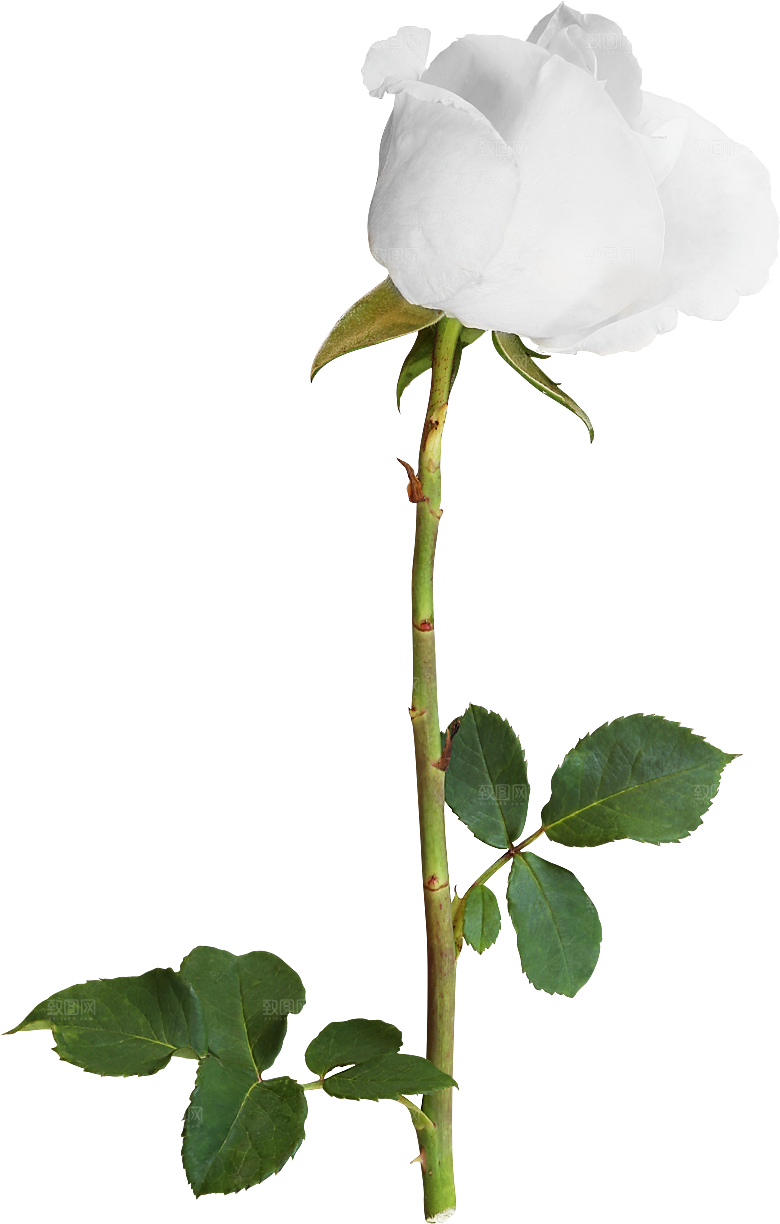 玫瑰花专题PNG图片各色玫瑰花瓣花枝