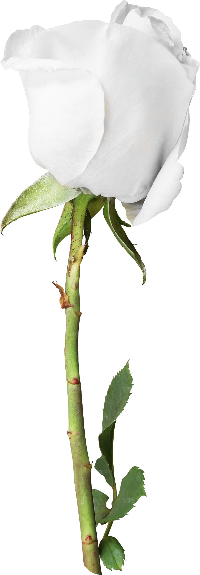 玫瑰花专题PNG图片各色玫瑰花瓣花枝