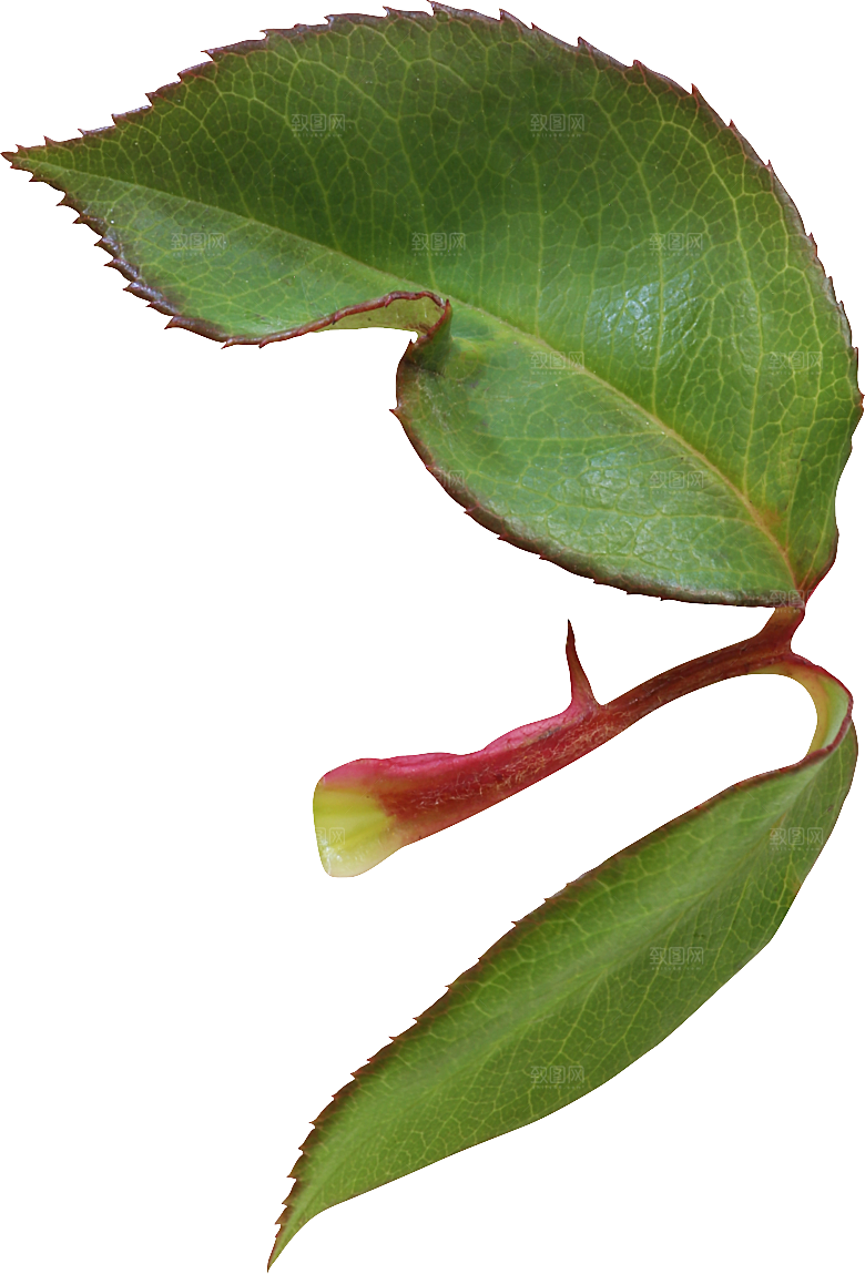玫瑰花专题PNG图片各色玫瑰花瓣花枝