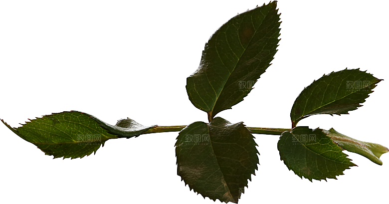 玫瑰花专题PNG图片各色玫瑰花瓣花枝