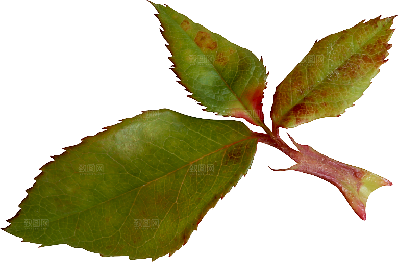玫瑰花专题PNG图片各色玫瑰花瓣花枝