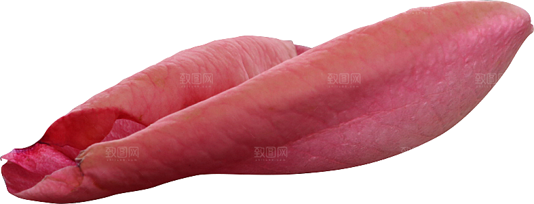 玫瑰花专题PNG图片各色玫瑰花瓣花枝