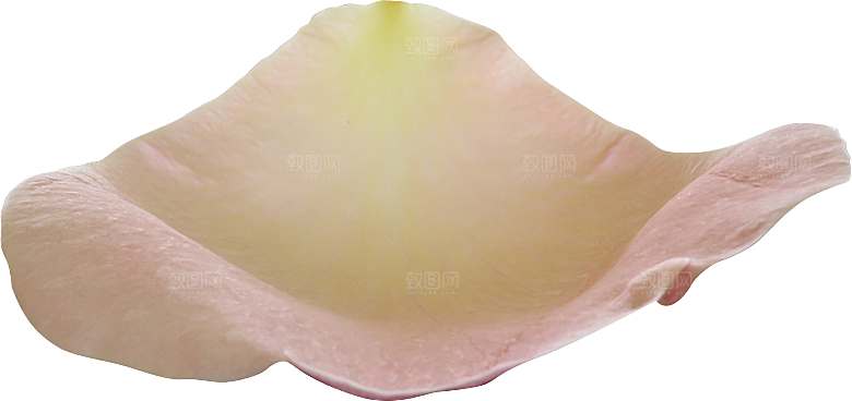 玫瑰花专题PNG图片各色玫瑰花瓣花枝素材