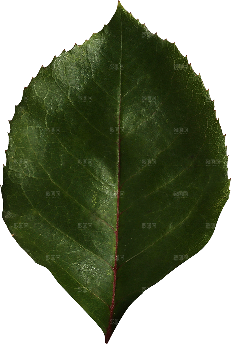 玫瑰花专题PNG图片各色玫瑰花瓣花枝素材