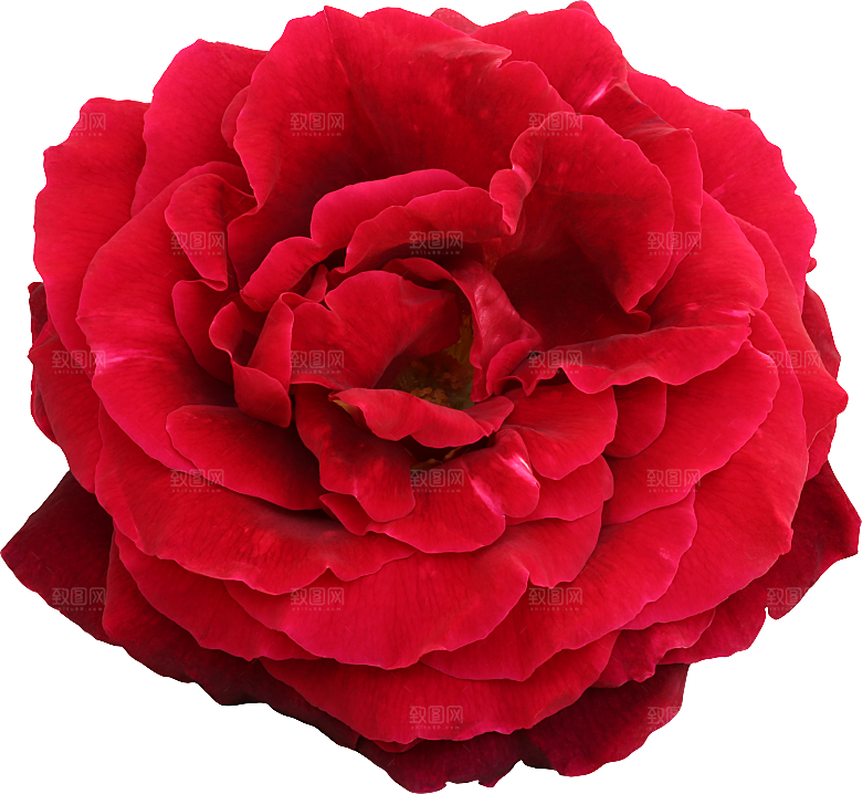 玫瑰花专题PNG图片各色玫瑰花瓣花枝素材