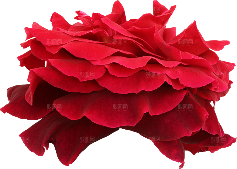 玫瑰花专题PNG图片各色玫瑰花瓣花枝素材