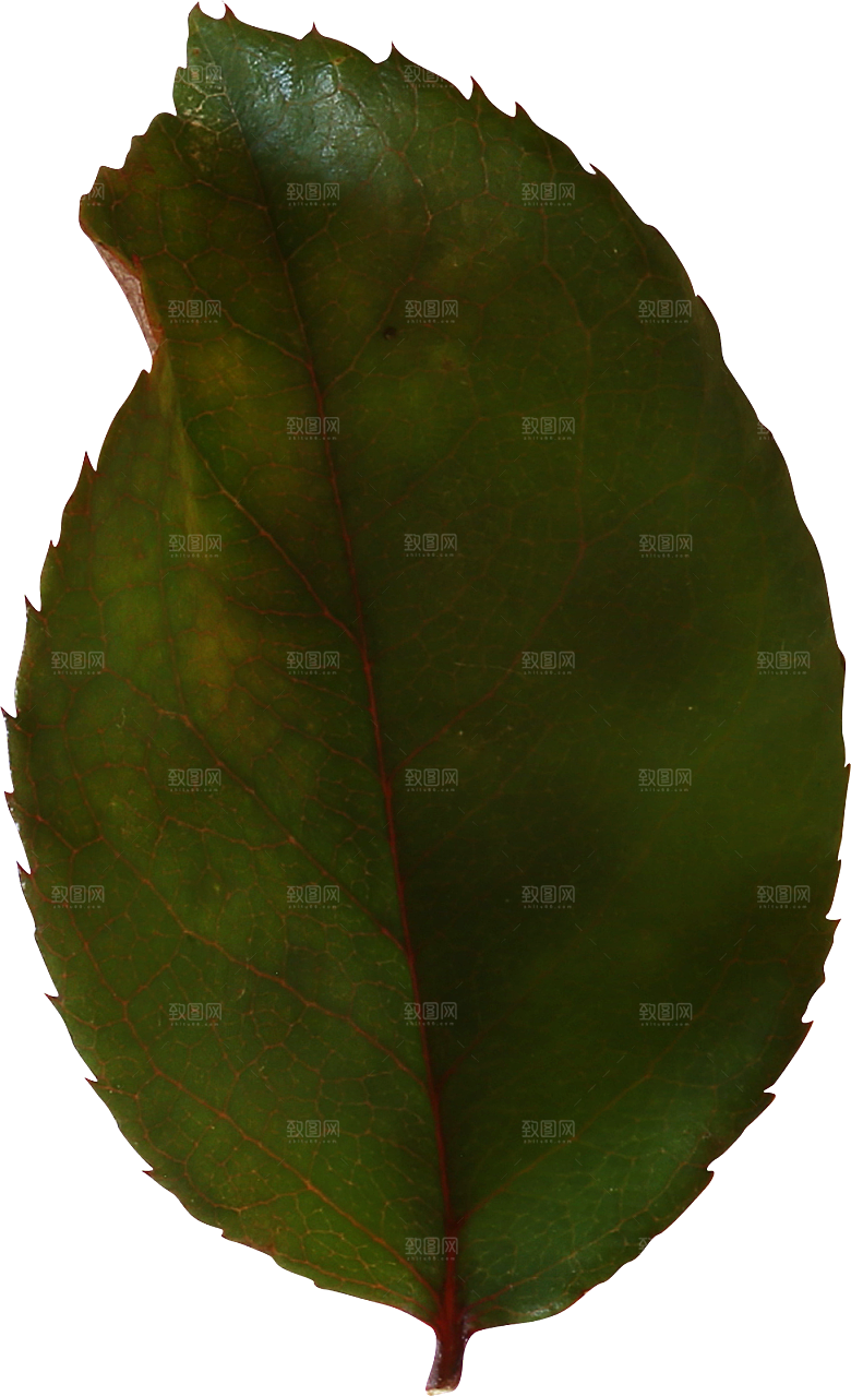 玫瑰花专题PNG图片各色玫瑰花瓣花枝素材