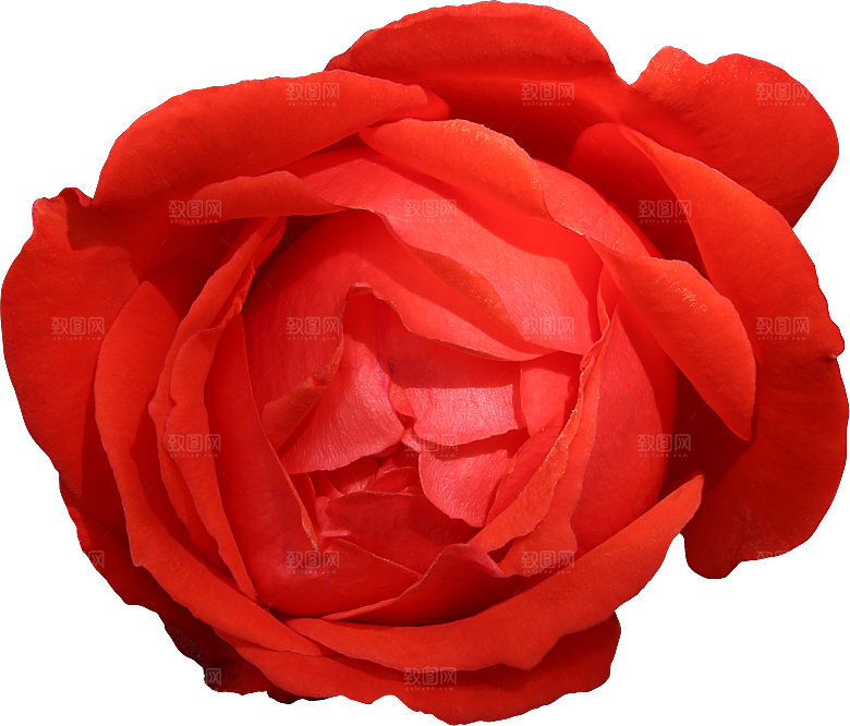玫瑰花专题PNG图片各色玫瑰花瓣花枝素材
