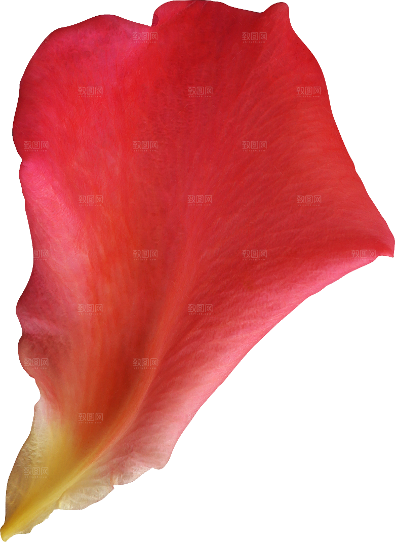 玫瑰花专题PNG图片各色玫瑰花瓣花枝