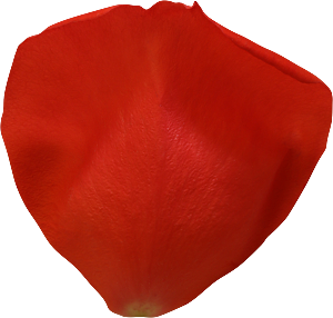 玫瑰花专题PNG图片各色玫瑰花瓣花枝