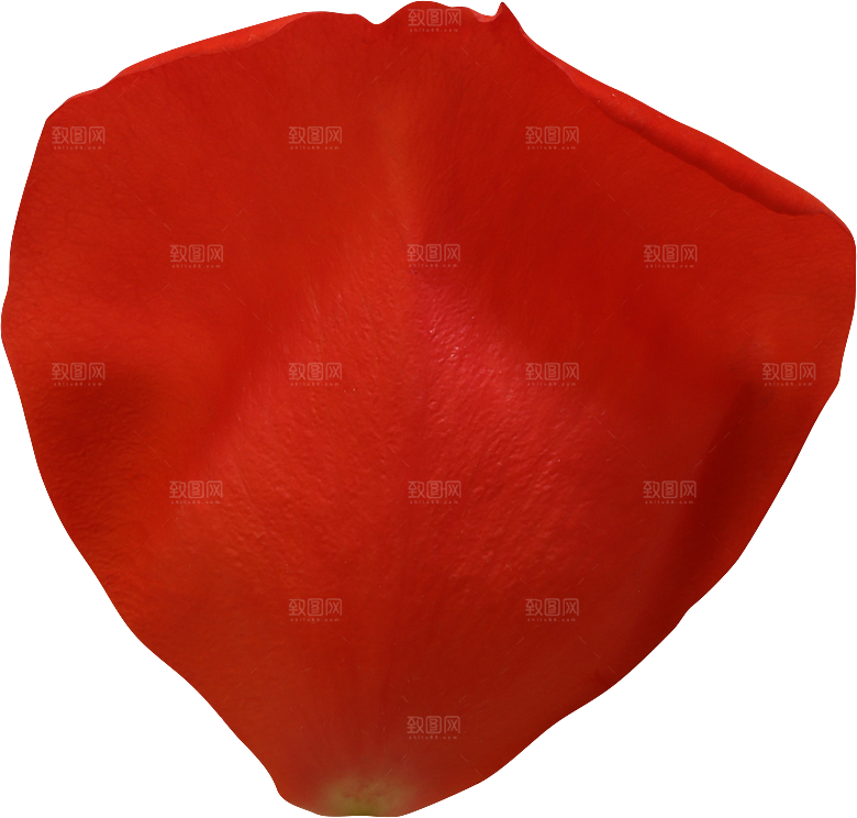 玫瑰花专题PNG图片各色玫瑰花瓣花枝