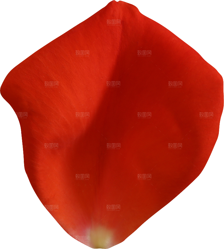 玫瑰花专题PNG图片各色玫瑰花瓣花枝