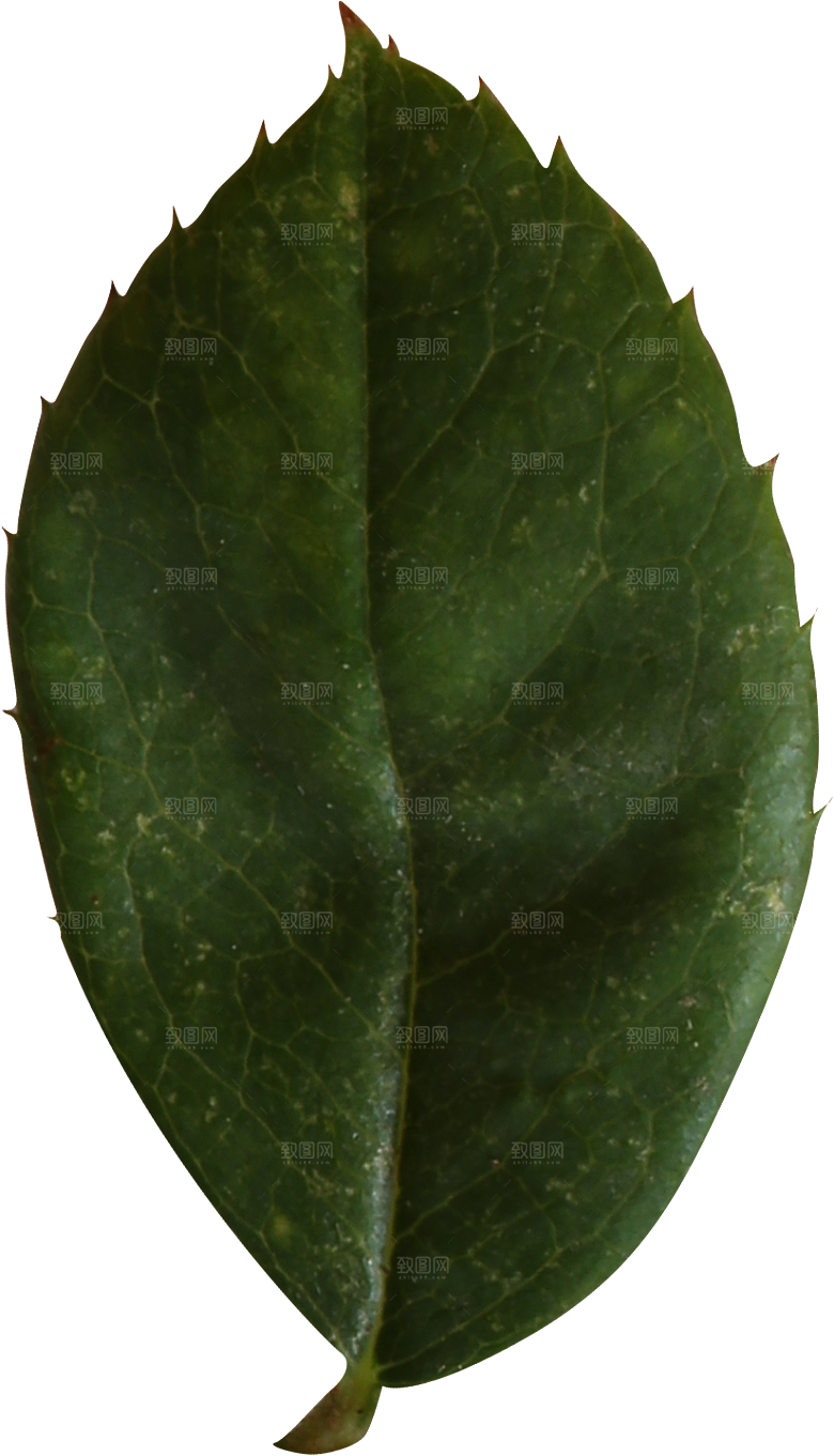 玫瑰花专题PNG图片各色玫瑰花瓣花枝