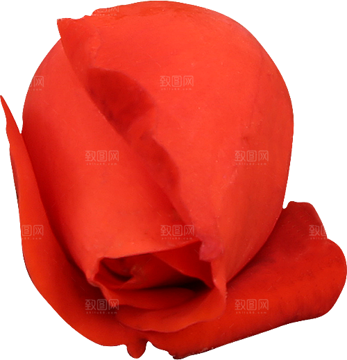 玫瑰花专题PNG图片各色玫瑰花瓣花枝素材