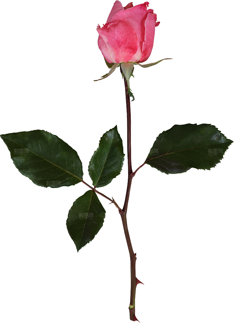 玫瑰花专题PNG图片各色玫瑰花瓣花枝素材
