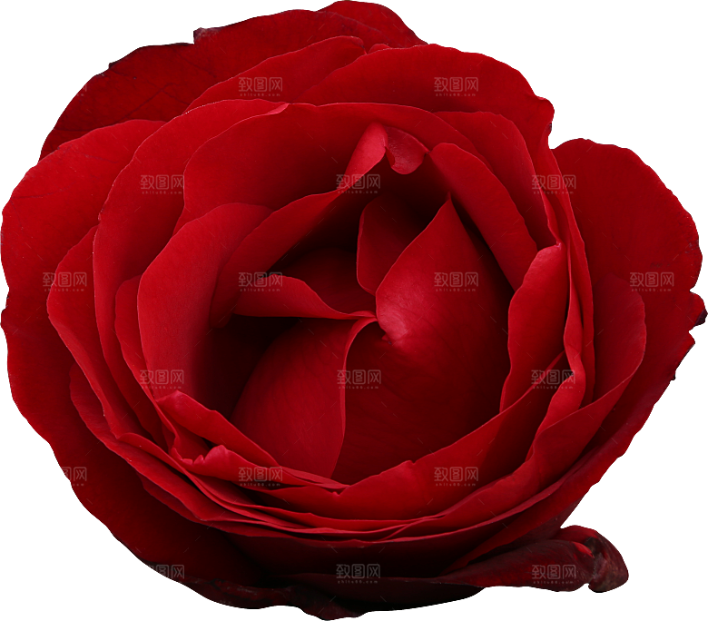 玫瑰花专题PNG图片各色玫瑰花瓣花枝素材
