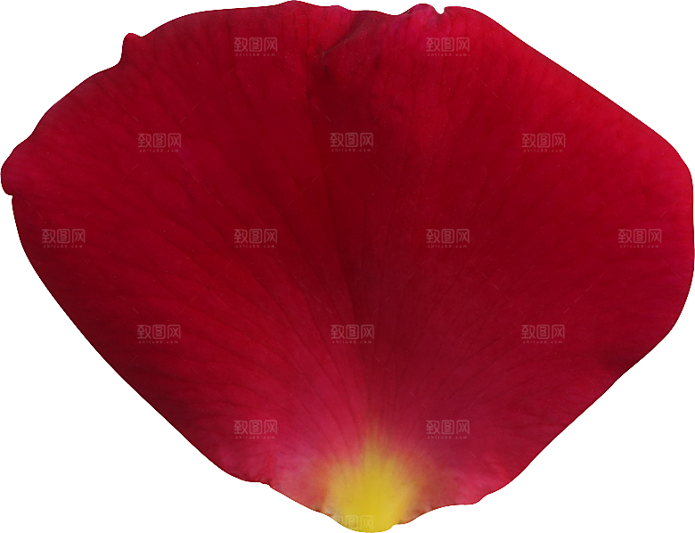玫瑰花专题PNG图片各色玫瑰花瓣花枝素材