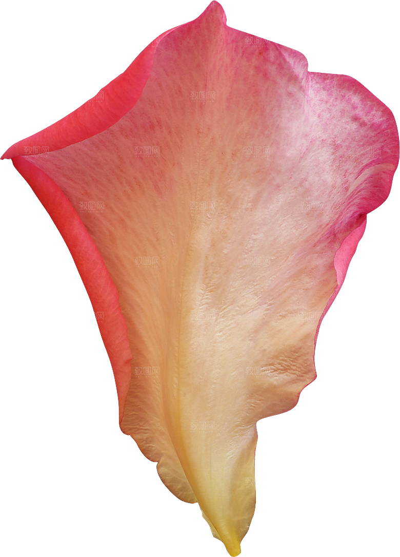 玫瑰花专题PNG图片各色玫瑰花瓣花枝