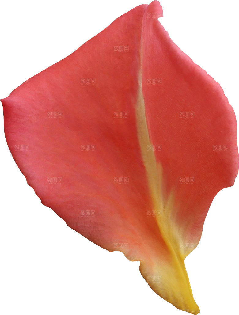 玫瑰花专题PNG图片各色玫瑰花瓣花枝