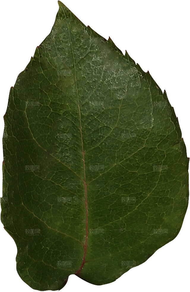 玫瑰花专题PNG图片各色玫瑰花瓣花枝