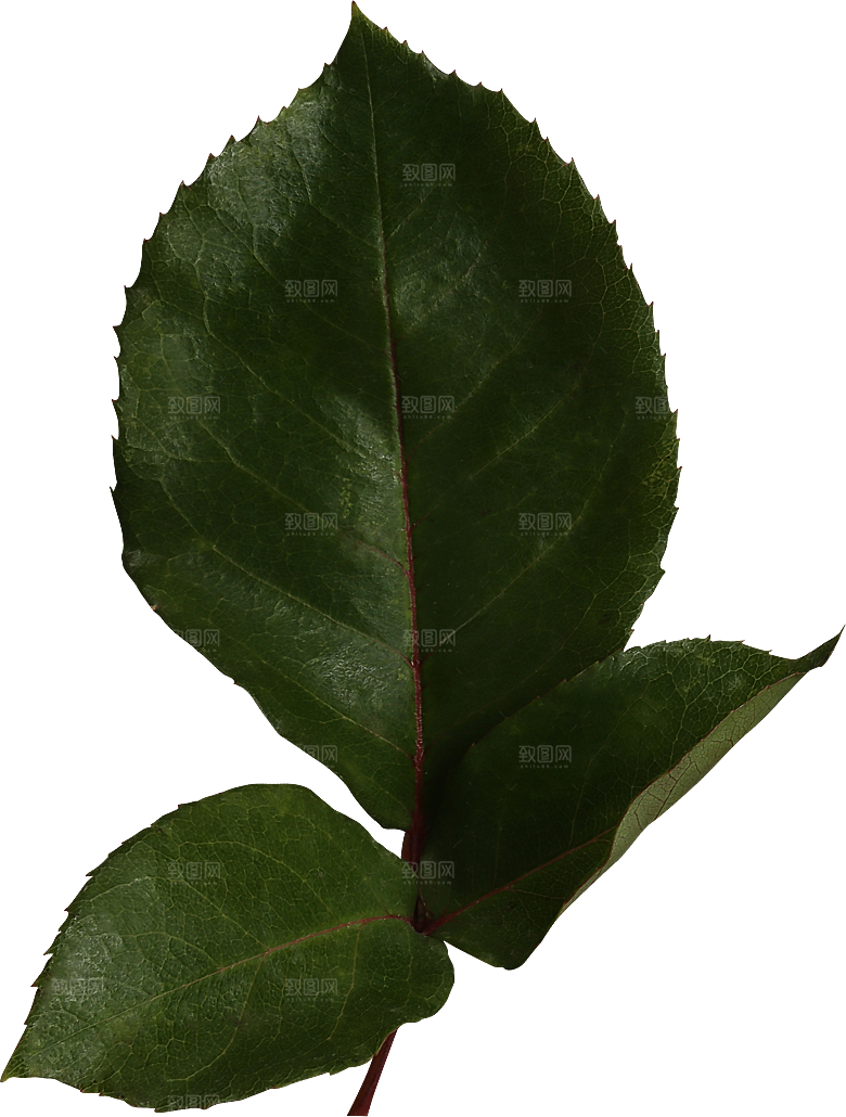 玫瑰花专题PNG图片各色玫瑰花瓣花枝